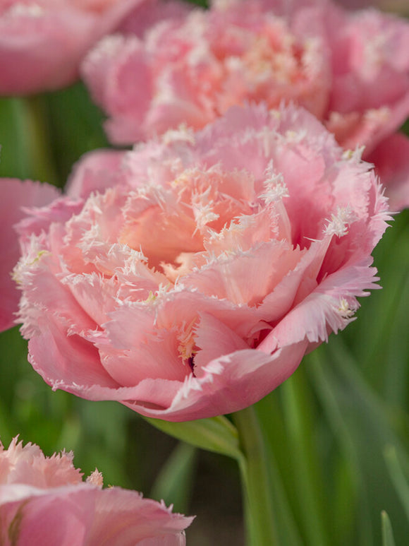 Tulip Pink Magic double fringed bloom