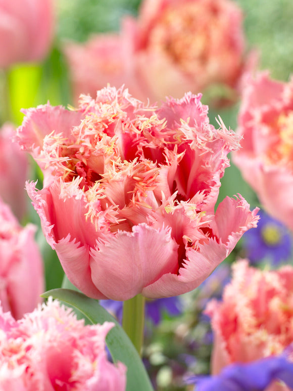 Fringed pink tulip close up