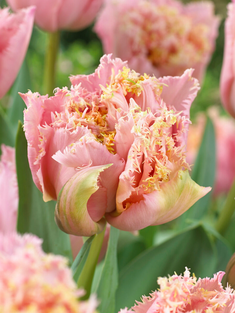Tulip Pink Magic Double Fringed | DutchGrown™