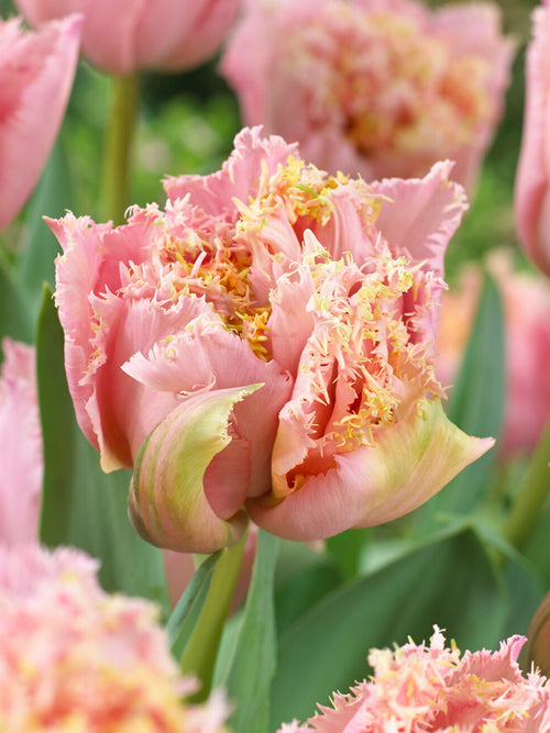 Pink Magic peony style tulip