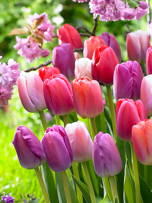 Tulip Pride and Joy Collection in spring garden