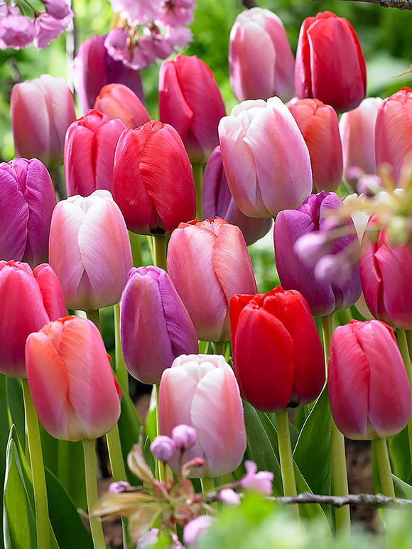 Mixed tulip bulbs Pride and Joy Collection