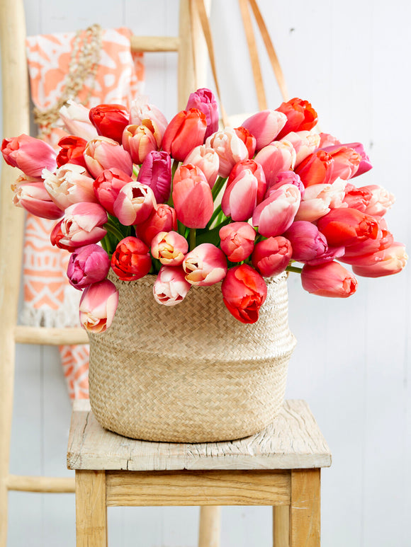 Darwin Hybrid tulips pink and red mix