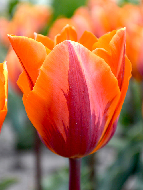 Heirloom Tulip Bulbs Princess Irene Orange