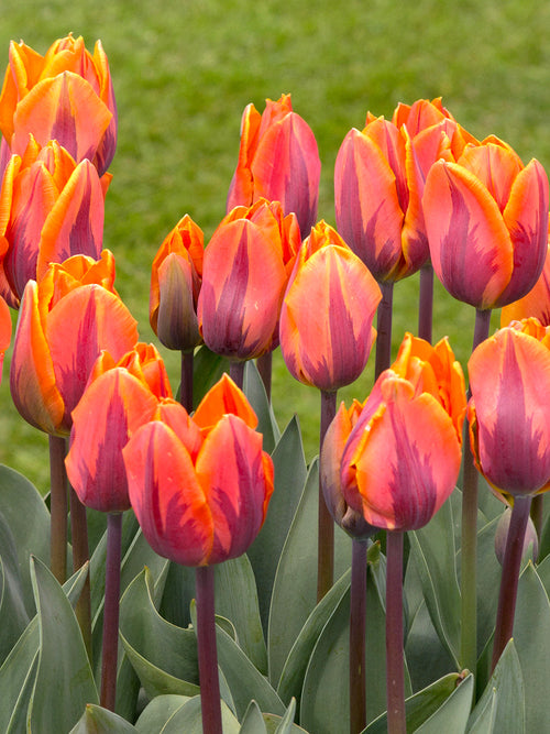Buy Tulip Bulbs Princess Irene - UK Delivery
