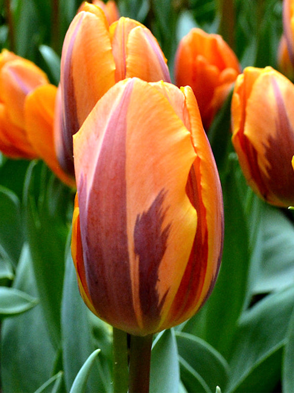 Tulip Bulbs Princess Irene
