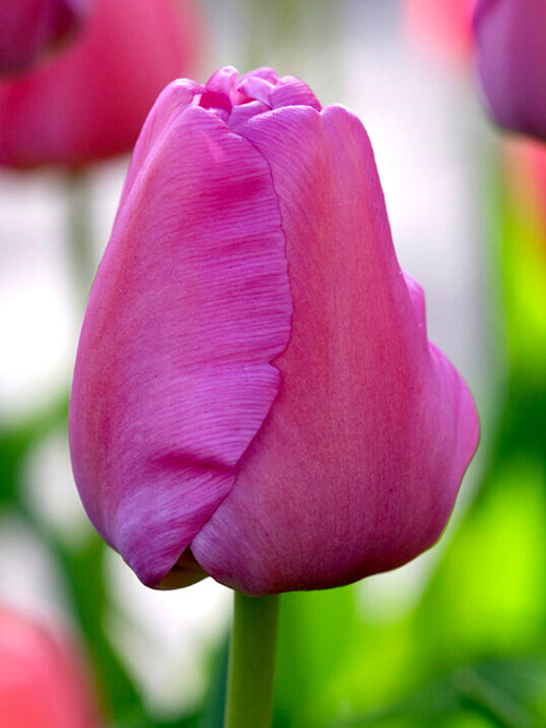 Darwin Hybrid Tulip Purple Pride - Autumn Planted Tulip Bulbs