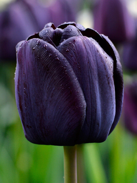Tulip Black Queen of the Night UK Shipping