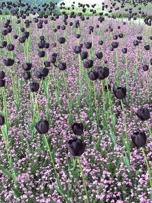 Black Tulip Queen of Night - UK Delivery