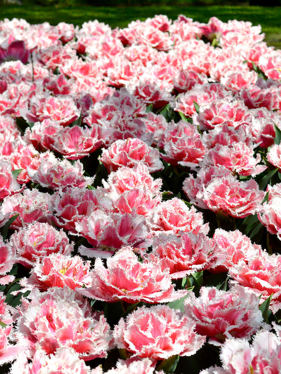 Tulip flower bulbs queensland