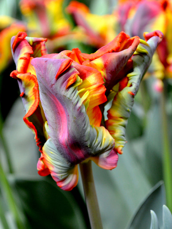 Tulip 'Rainbow Parrot' exclusive