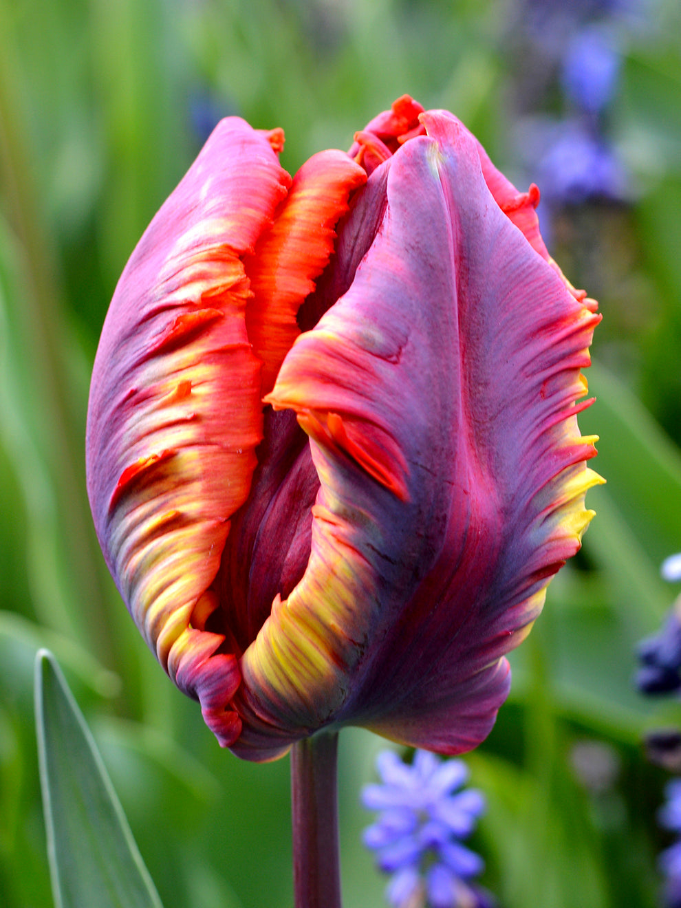 | Brighten Your Garden with Tulips: Shop a wide range of beautiful tulip bulbs | 1Garden.com | Brighten Your Garden with Tulips: Shop a wide range of beautiful tulip bulbs | 1Garden.com