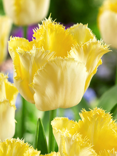 Buy Tulip Rebellious bulbs for UK Shipping
