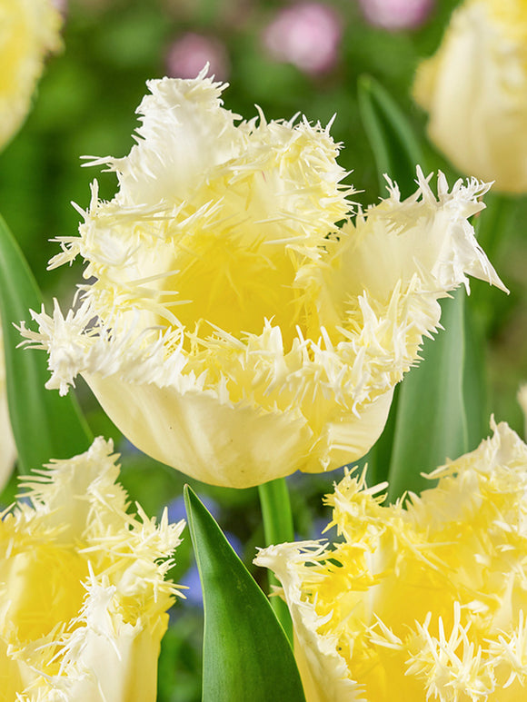 Tulip Rebellious bulbs