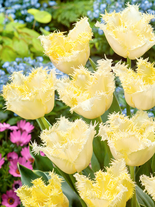 Yellow peony fringed tulip bulbs, Tulip Rebellious