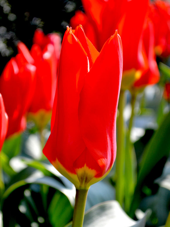 UK Delivery Tulip bulbs Red Emperor
