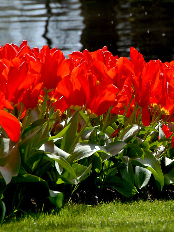 Buy Tulip Bulbs Red Emperor UK Delivery