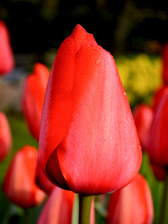 Red Large Tulip Bulbs for shipping to the UK