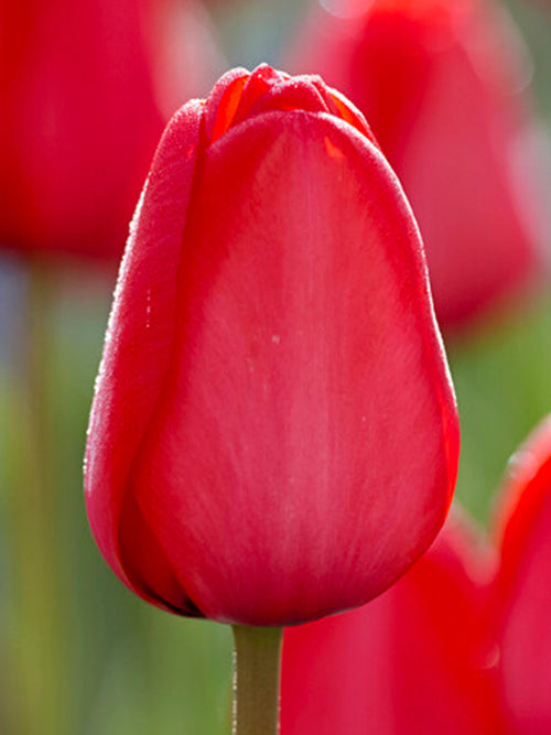Jumbo Darwin Hybrid Tulip Red Impression