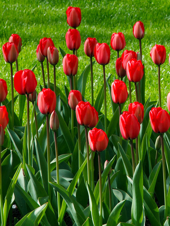 Tulip Bulbs Red Impression