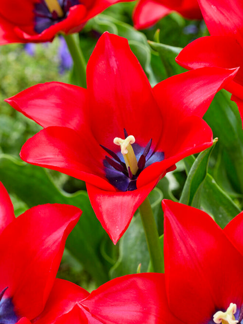 Tulip Red Lightning Blue flower bulbs