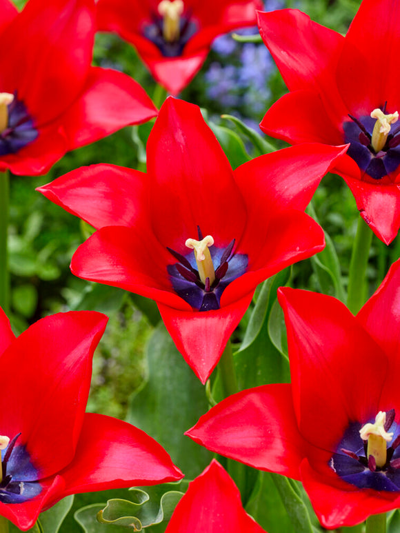 Tulip Red Lightning Blue bulbs