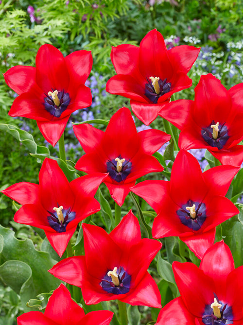 Tulip Red Lightning Blue