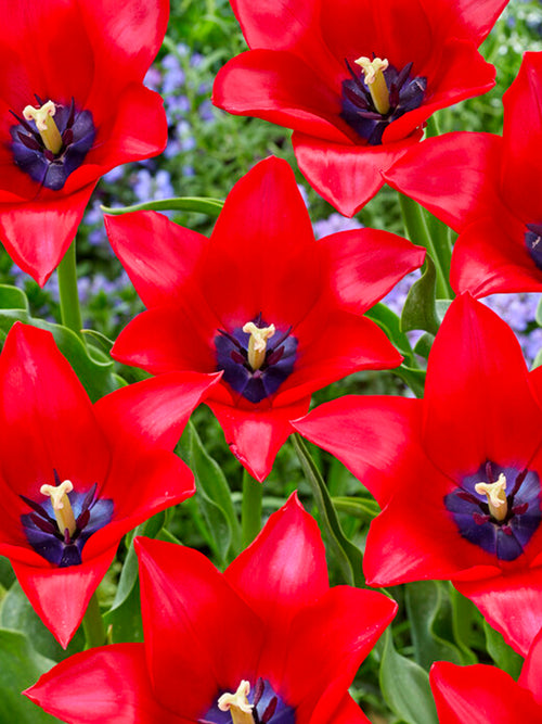 Tulip Red Lightning Blue - DutchGrown