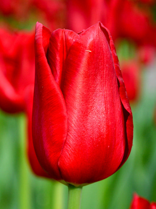 Tulip Bulbs - Red Power UK Shipping
