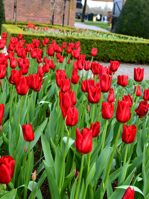 Tulip Bulbs Red Power