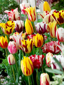 Tulip Rembrandt Mix