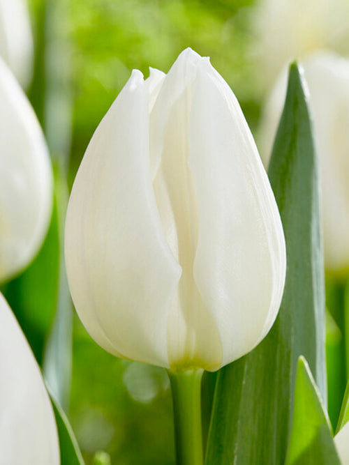 Tulip Royal Virgin Flower Bulbs