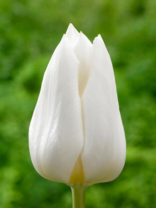 Tulip Royal Virgin Bulbs from Holland