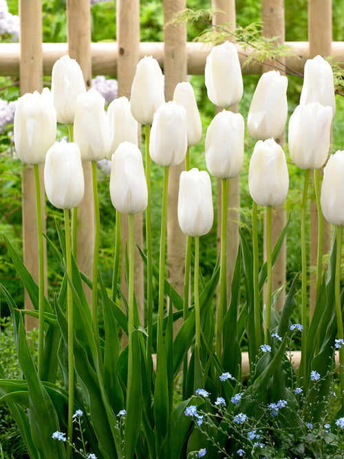 Triumph Tulip Royal Virgin