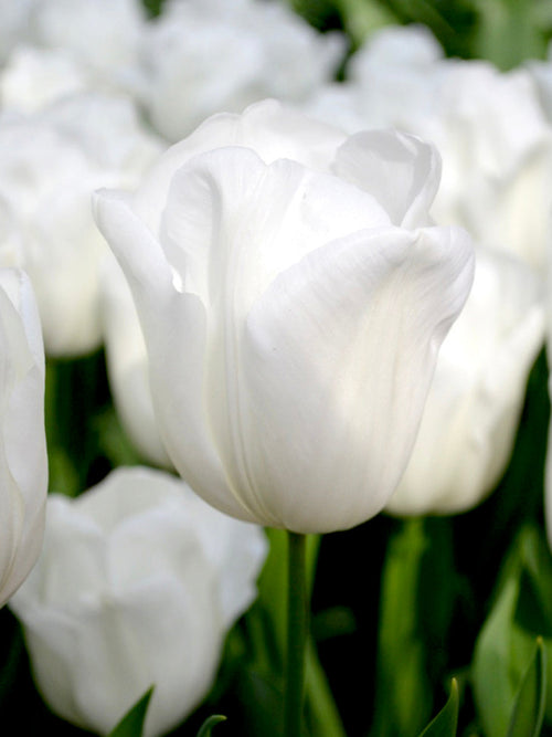Tulip Bulbs Royal Virgin