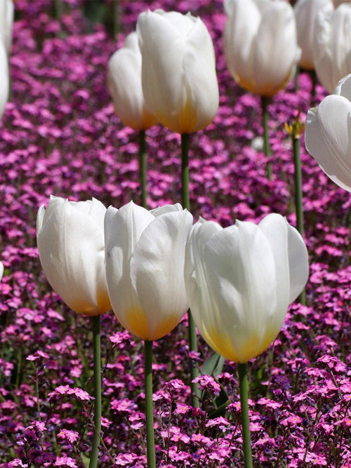 Buy Tulip Bulbs Royal Virgin UK Delivery