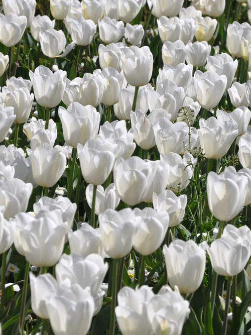 Tulip Royal Virgin