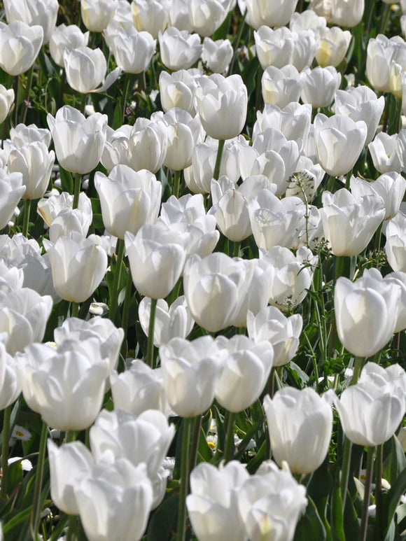 Tulip Royal Virgin