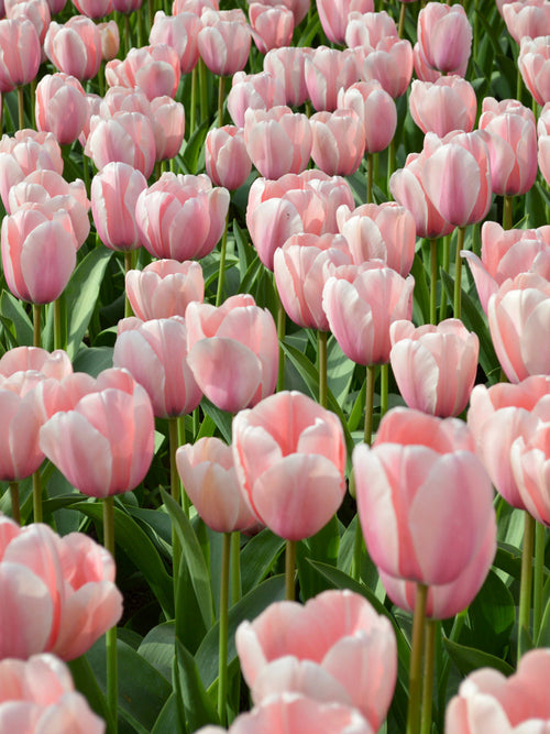 Tulip Field Salmon Impression