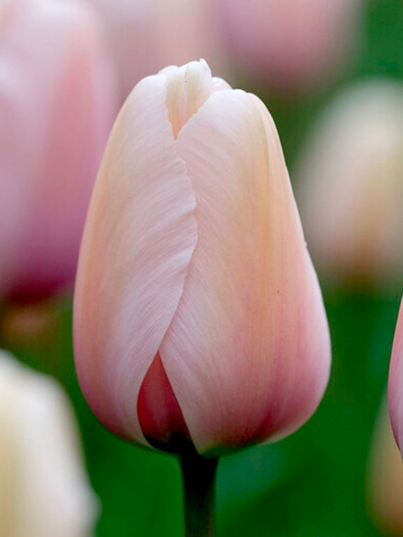 Darwin Hybrid Tulip Salmon Impression