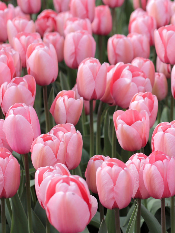 Tulip Salmon Impression Flower Bulbs