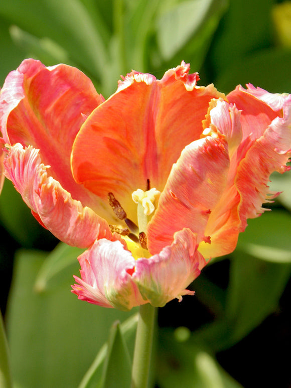 Salmon Parrot Tulip Bulbs from Holland