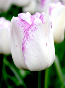 Tulip Shirley