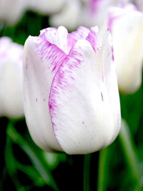 Tulip Shirley Bulbs from Holland