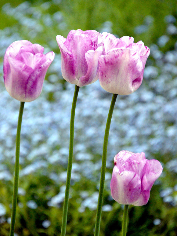 Tulip Shirley Bulbs from Holland