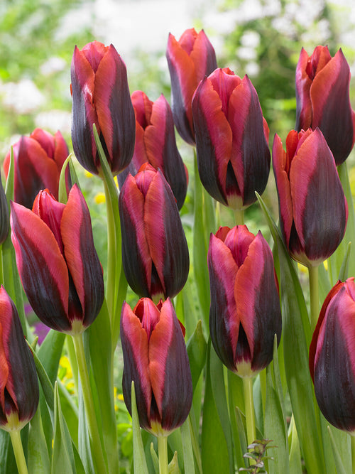 Tulip ‘Slawa’ purple and orange blooms