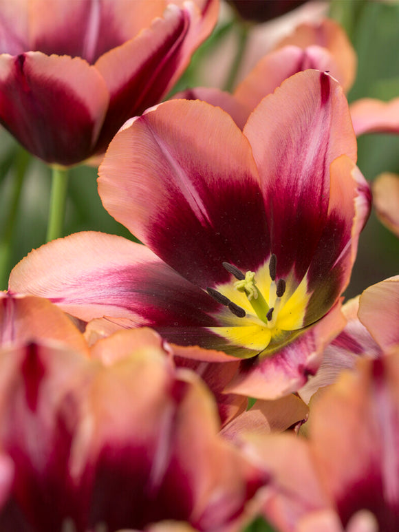 Opening Tulip ‘Slawa’ flower buds