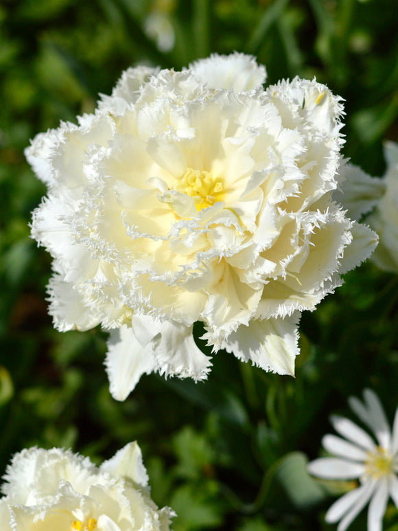Snow Crystal tulip bulbs - UK Shipping
