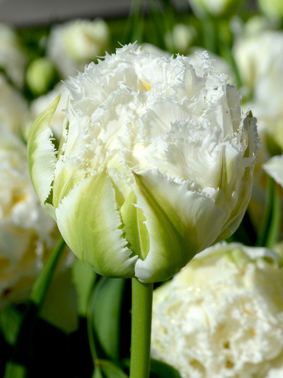 Tulip Bulbs Snow Crystal