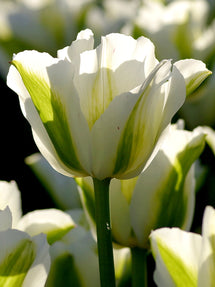 Tulip Spring Green